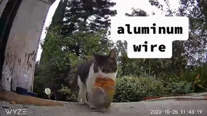 Meet China, The Kleptomaniac Cat Who Steals Stuff From Neighbors And Brings These 'Gifts' To Her Owners