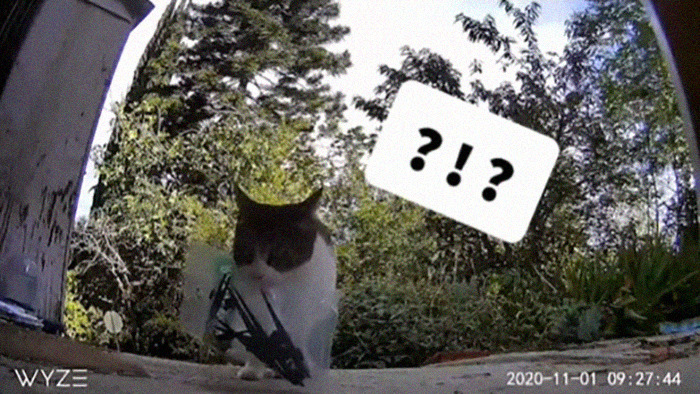 Meet China, The Kleptomaniac Cat Who Steals Stuff From Neighbors And Brings These 'Gifts' To Her Owners