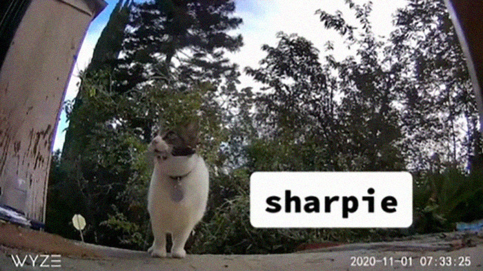 Meet China, The Kleptomaniac Cat Who Steals Stuff From Neighbors And Brings These 'Gifts' To Her Owners