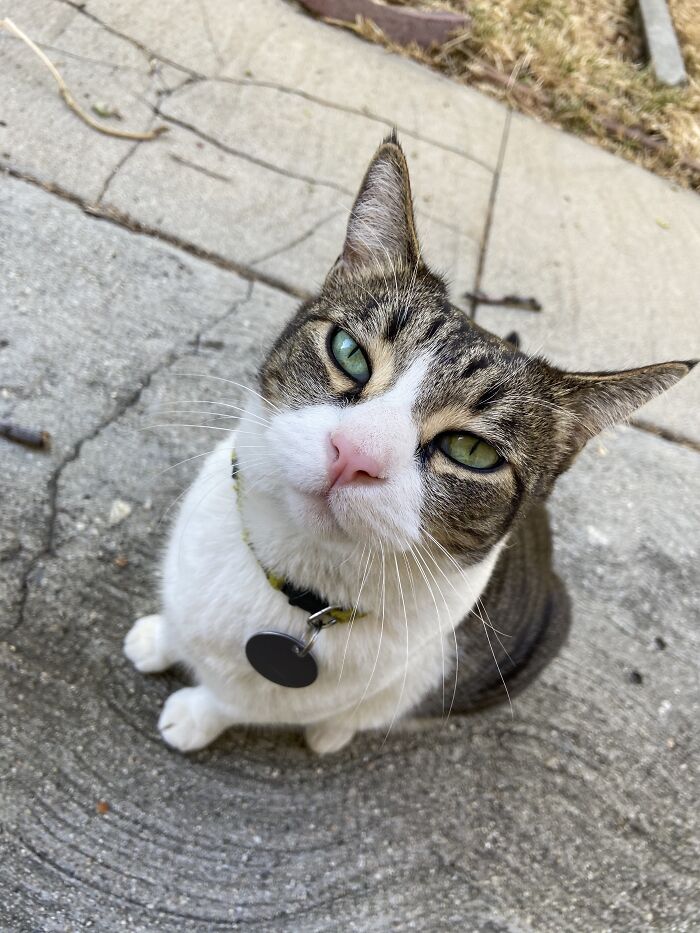 Meet China, The Kleptomaniac Cat Who Steals Stuff From Neighbors And Brings These 'Gifts' To Her Owners Meet China, The Kleptomaniac Cat Who Steals Stuff From Neighbors And Brings These 'Gifts' To Her Owners