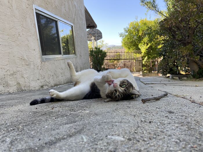 Meet China, The Kleptomaniac Cat Who Steals Stuff From Neighbors And Brings These 'Gifts' To Her Owners