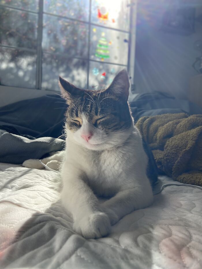 Meet China, The Kleptomaniac Cat Who Steals Stuff From Neighbors And Brings These 'Gifts' To Her Owners