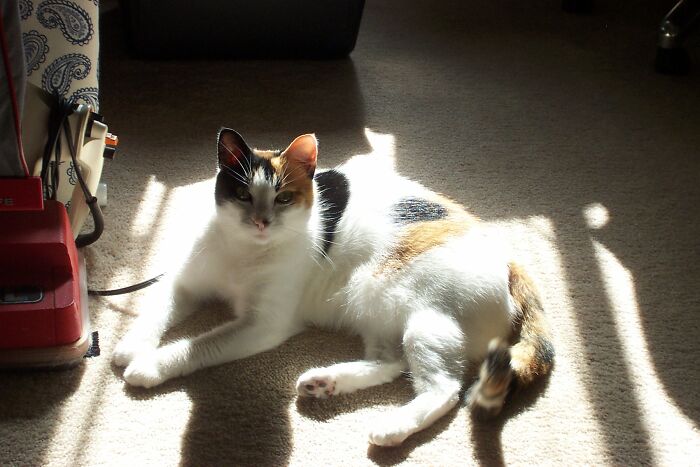 I Put Out The Vacuum And Iron, But Still She Refuses To Do Housework!