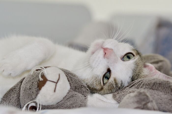 His Name In Mrs. Chippy