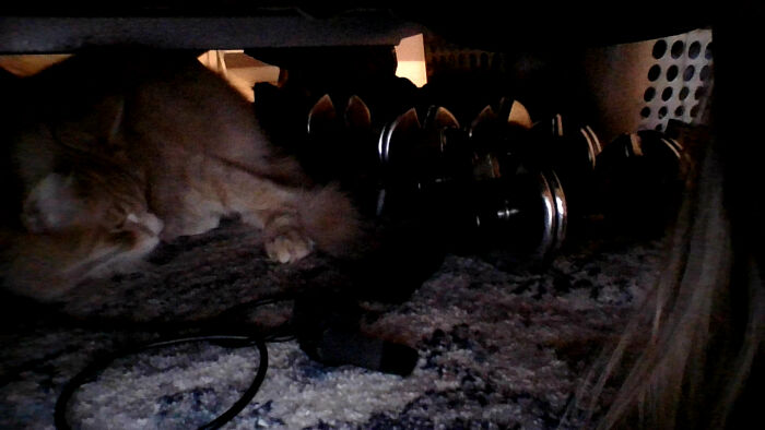 Here's One Of My Cats! (His Name Is Bud And He Likes To Sleep In My Closet Or Under Beds)