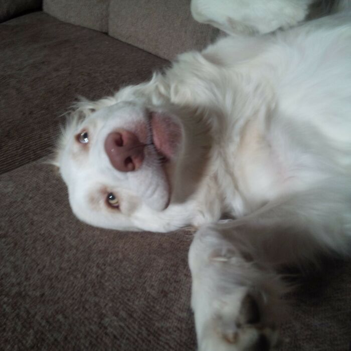 My Luna Excited I Came Home From Work. Jumped On The Couch & Immediately Laid On Her Back For Lovin