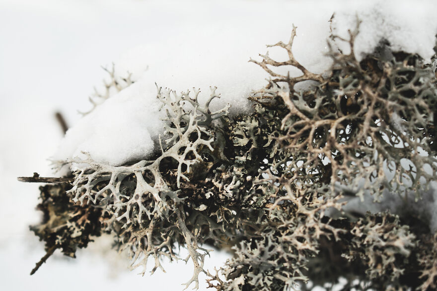 I Captured 40 Photos Of Winter In Ukrainian Carpathians