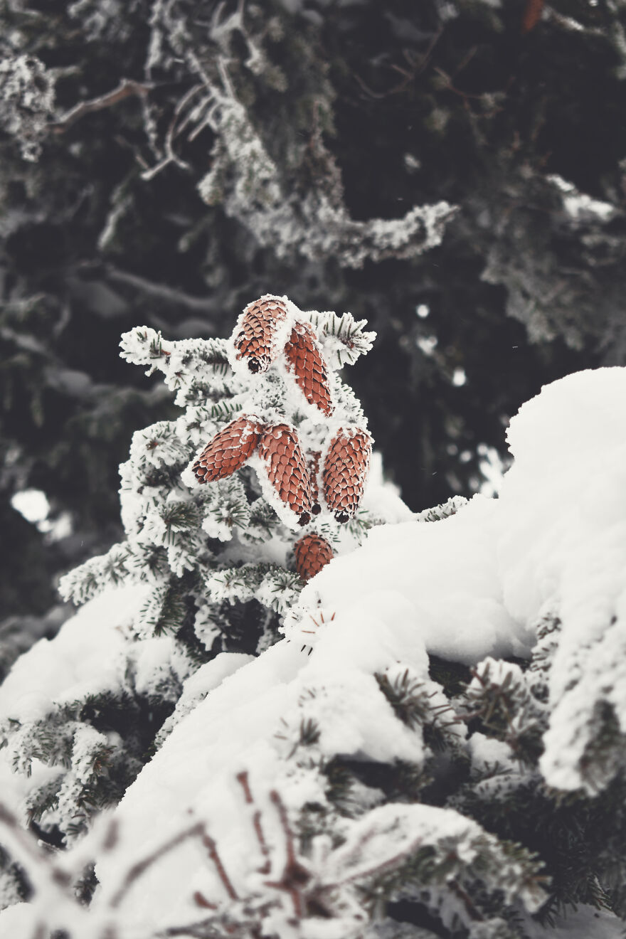 I Captured 40 Photos Of Winter In Ukrainian Carpathians