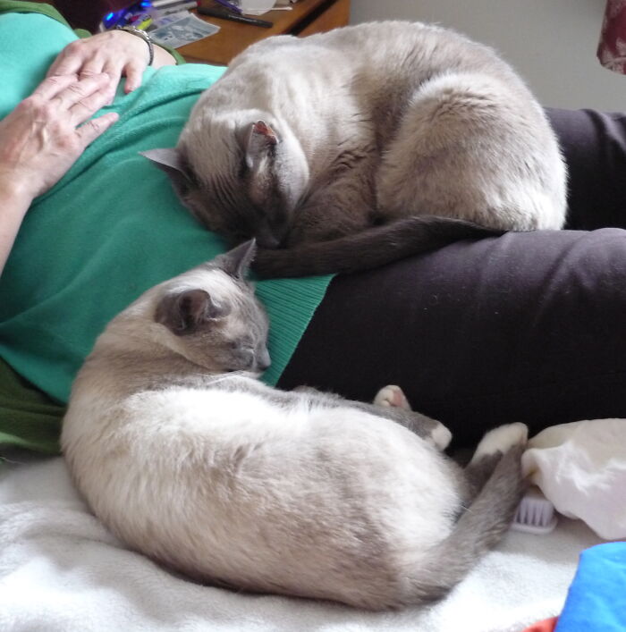 I Really Need To Get Up. They Have Other Ideas.