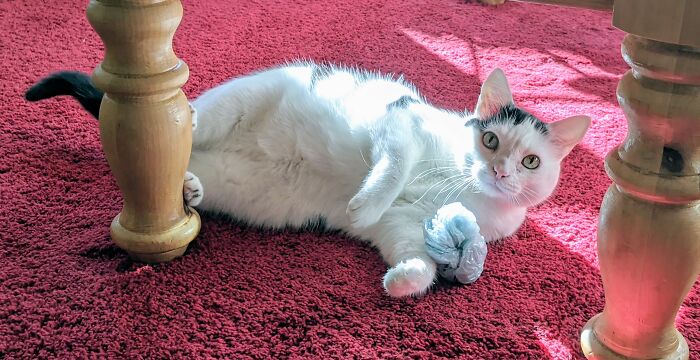 My Handsome Boy Chalky!