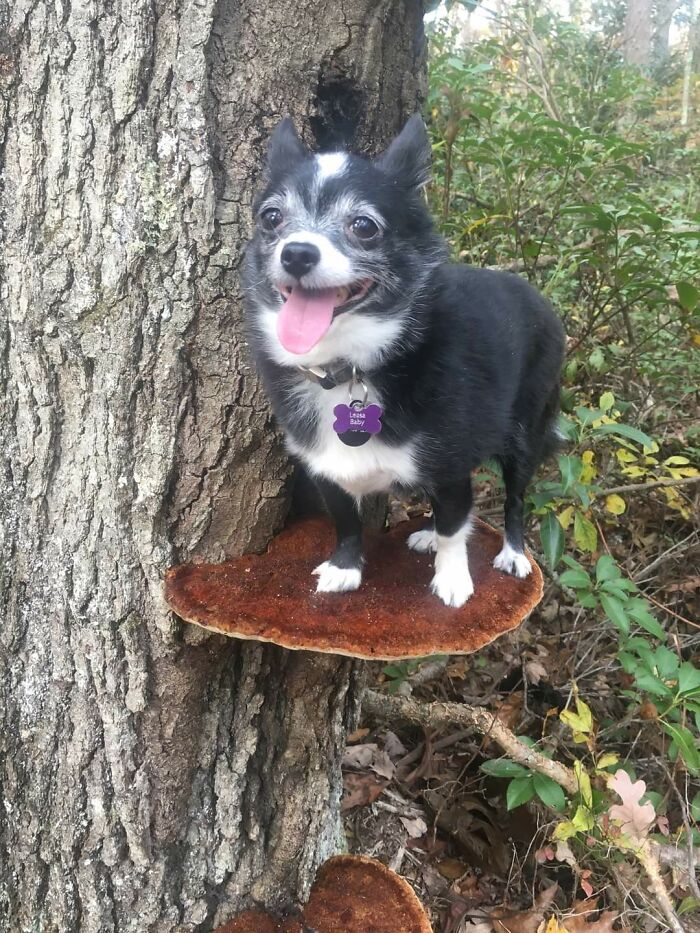 Photos-Dogs-Standing-On-Mushrooms