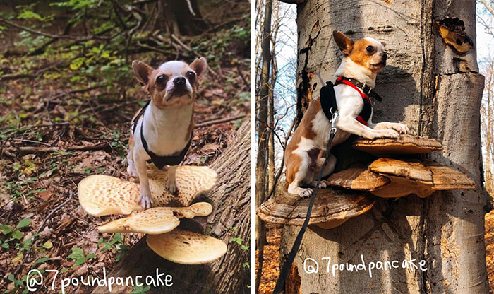Photos-Dogs-Standing-On-Mushrooms