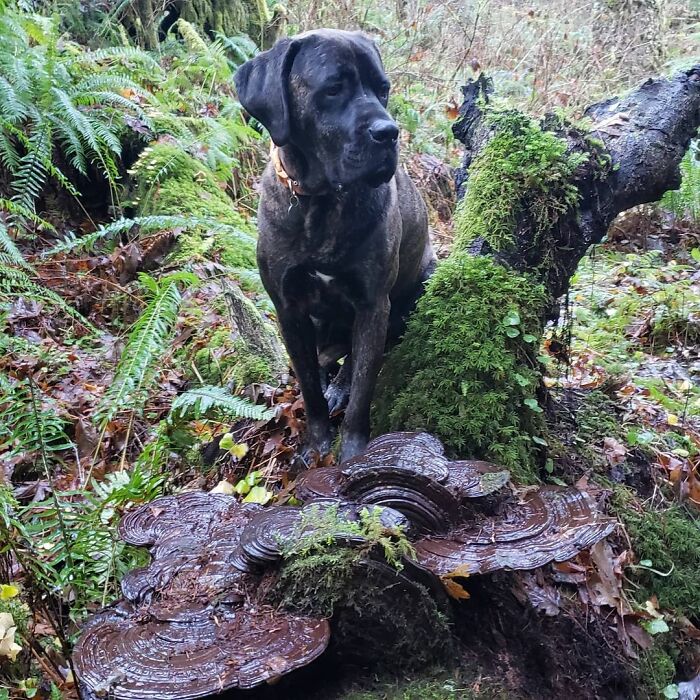 Photos-Dogs-Standing-On-Mushrooms
