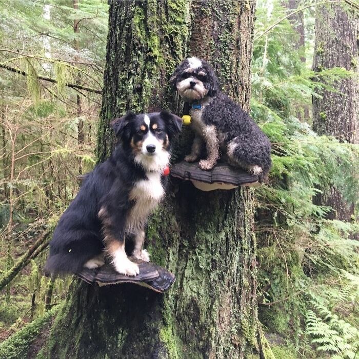 Photos-Dogs-Standing-On-Mushrooms