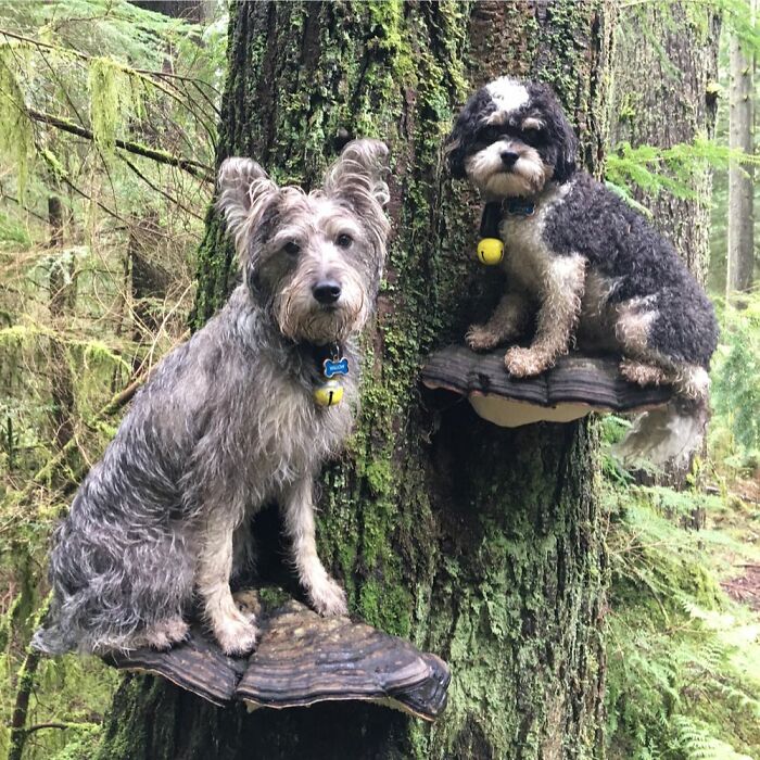 Photos-Dogs-Standing-On-Mushrooms