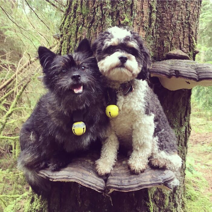 Photos-Dogs-Standing-On-Mushrooms