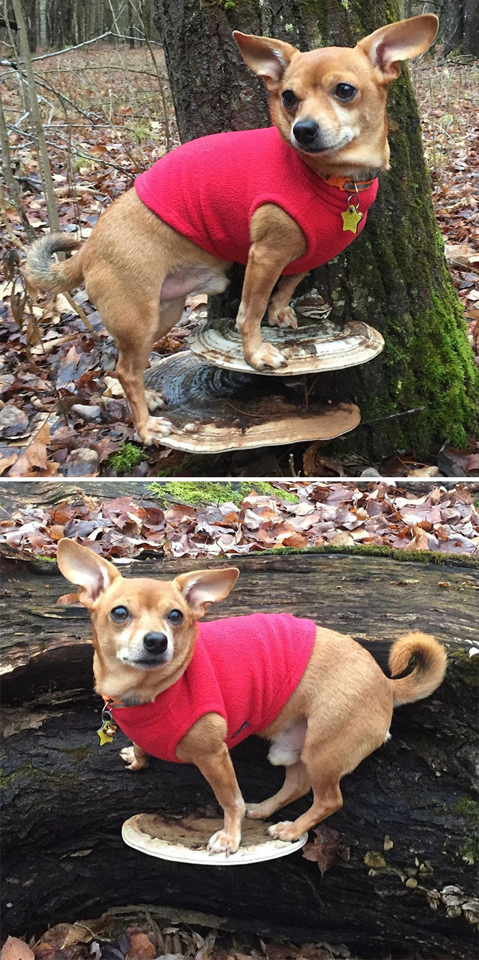 Photos-Dogs-Standing-On-Mushrooms