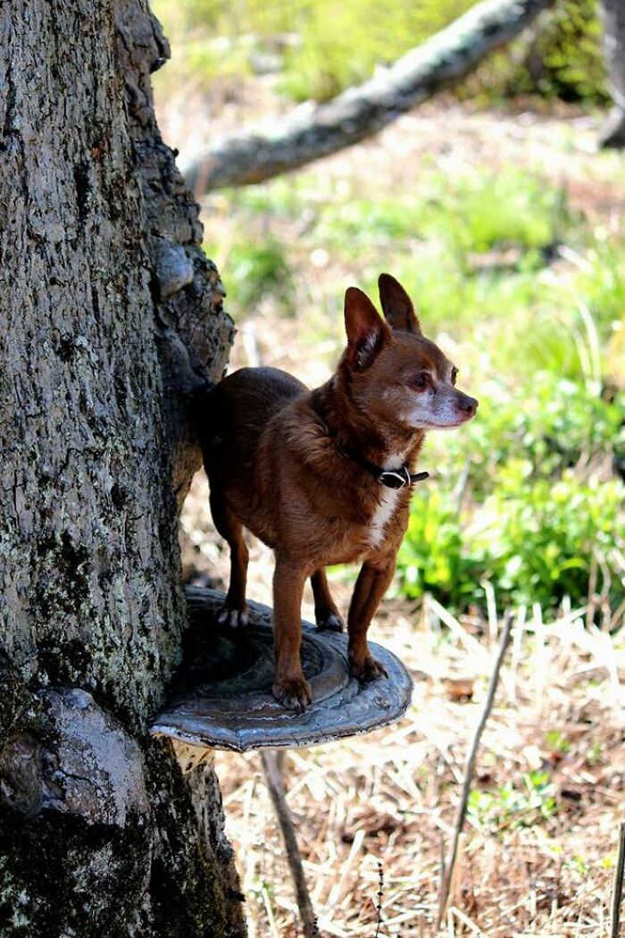 Photos-Dogs-Standing-On-Mushrooms