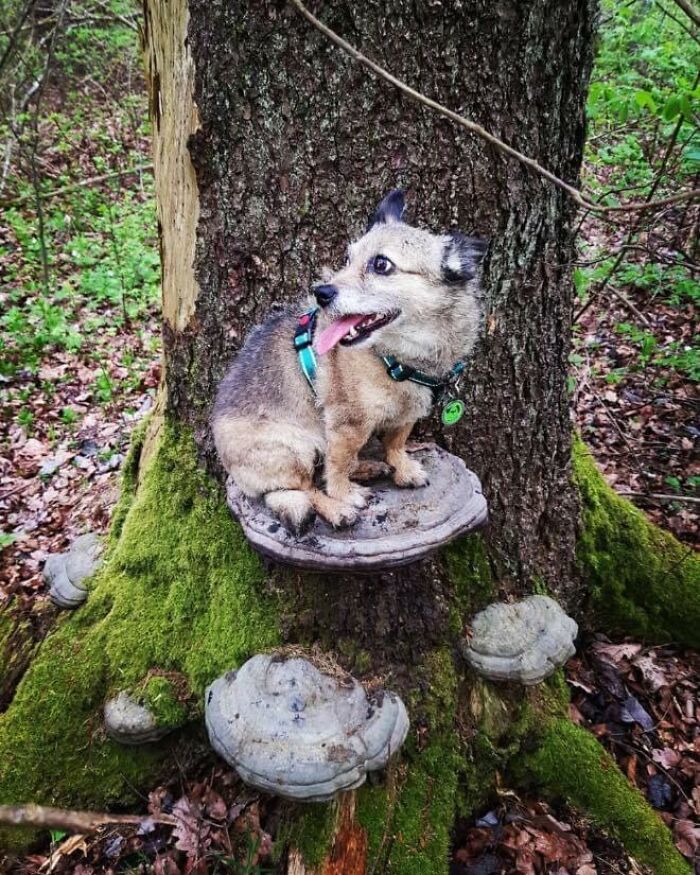 Photos-Dogs-Standing-On-Mushrooms