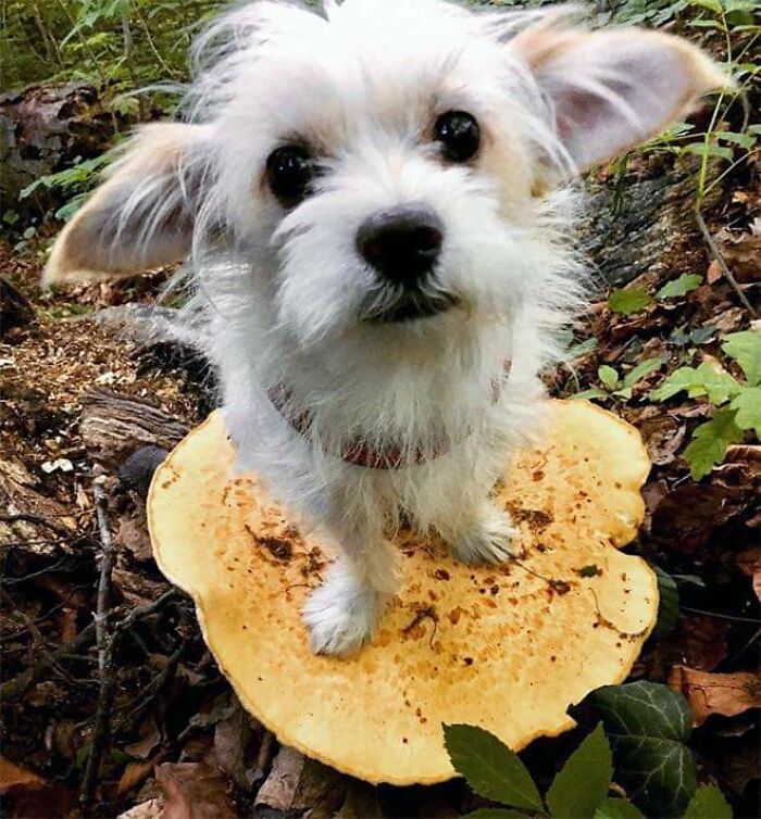 Photos-Dogs-Standing-On-Mushrooms