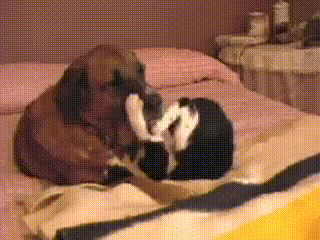 Young Busaba Playing Rough With Elderly But Patient Phoebe