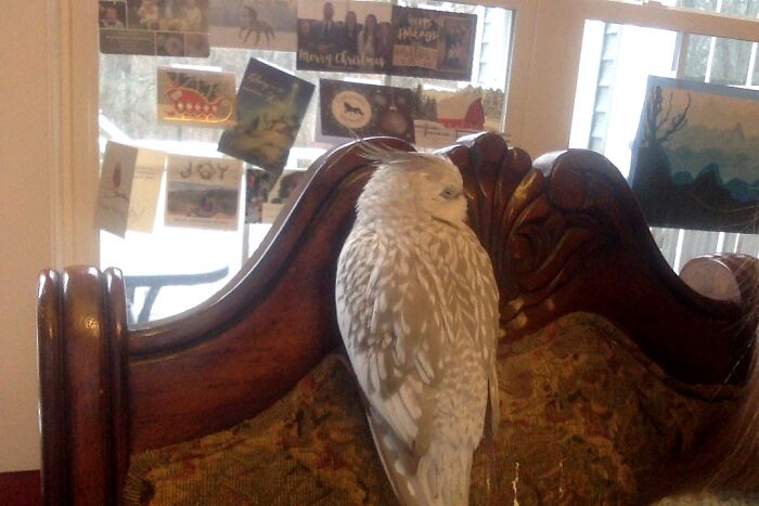 Henlo. I Will Sit Up Here And Floof. I Queen