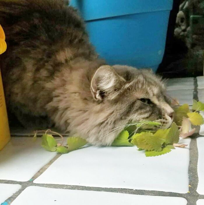 Jack Meowington Enjoying The Fresh Catnip