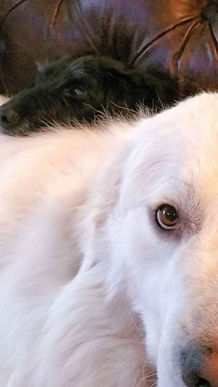 When Your Big Brother, Forgets You're Just A Little Dog.