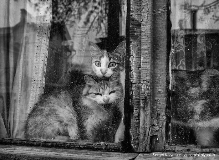 Cat And Cat Sit On The Window