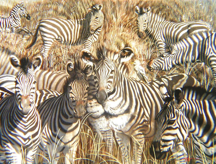 Lion Or Zebras?
