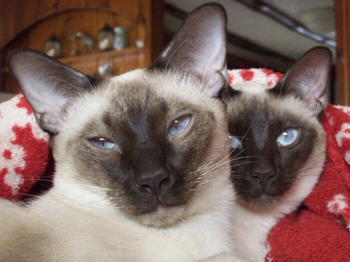 Siblings Sammy & Lucy. My Favorite Picture Of Them.