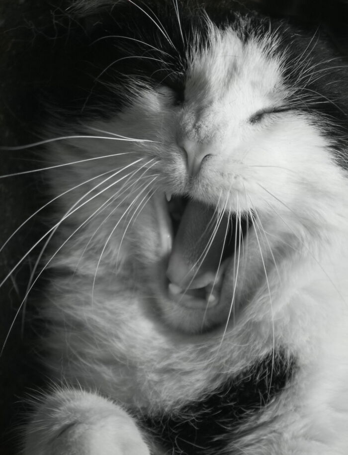 My Cat Likes To Share A Joke...