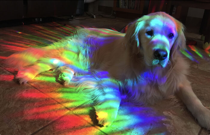 Mana Nui, The Rainbow Retriever