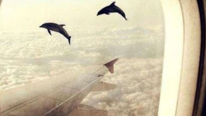 Dolphin In The Sky