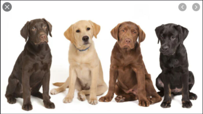 Name These Things. I Think They're Cats