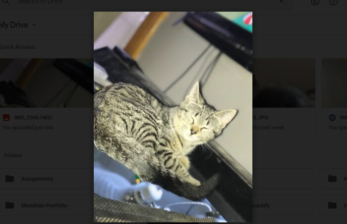 Idk Why I Took This But She Was Sleeping On Top Of My Lizard Tank