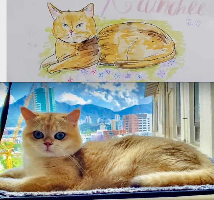 The Cat Doesn't Look Interested At All