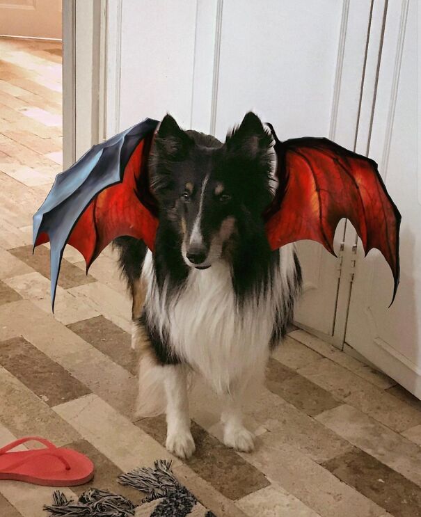 Sirius, The Covid Bat