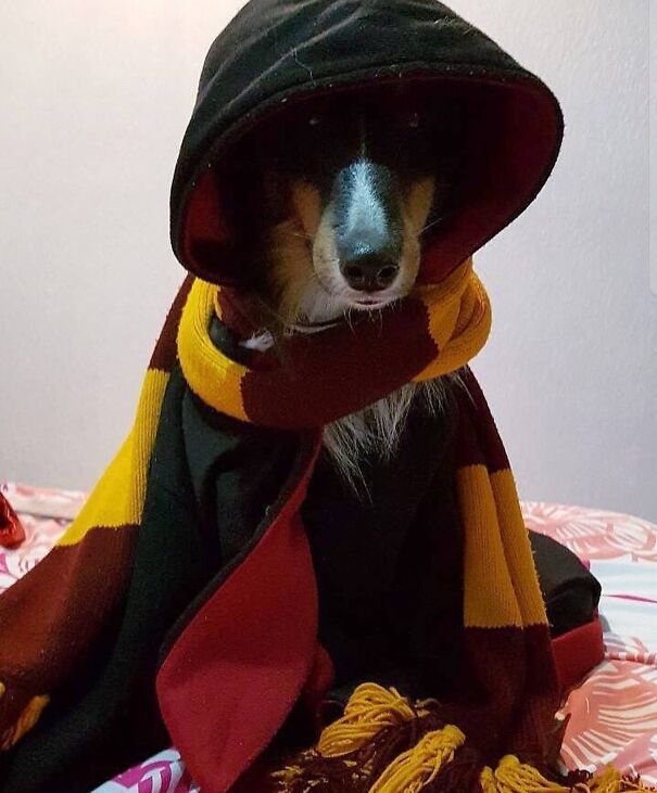 Sirius And The Goblet Of Fire