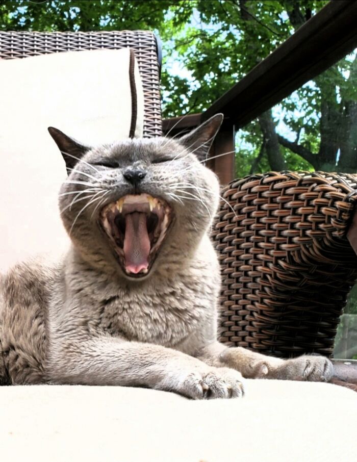 Roars Like A Lion Kuddles Like A Kitten