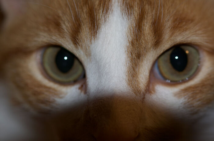 His Name Is Shackleton