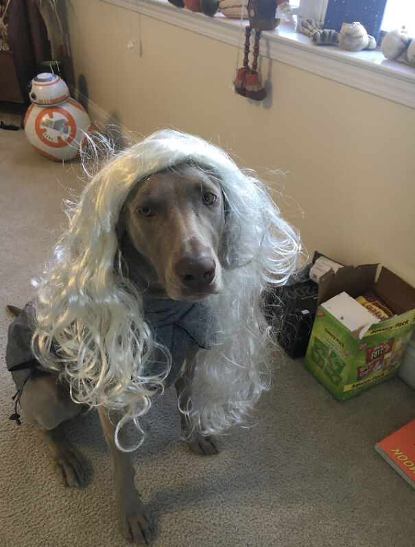 Share A Pic Of Your Pet In A Outfit