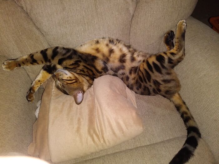 My Chair, My Way. Any Questions??