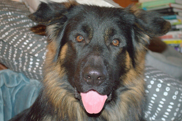 Asa Asonovitch ---- Learning To Be A Service Dog.