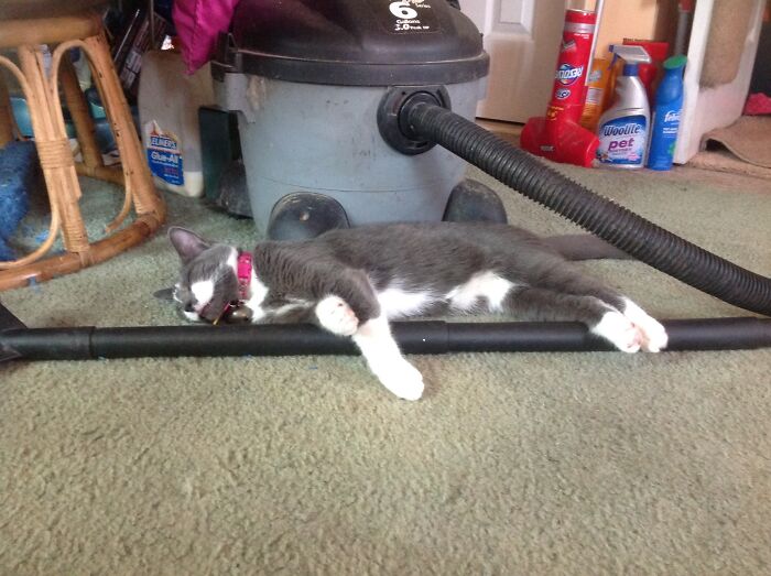 Smokey Sleeping With What He Likes To Attack While In Use.