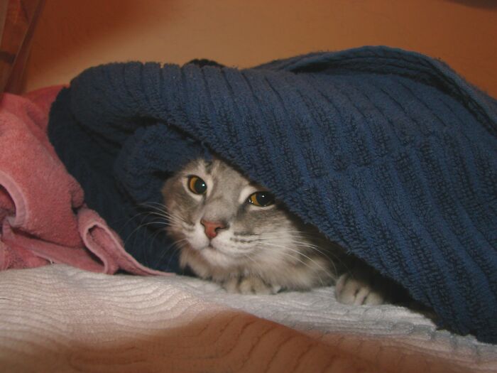 Fatgirlrollin. She Used To Love Hiding Under Towels, Clothing, Rugs. Rip