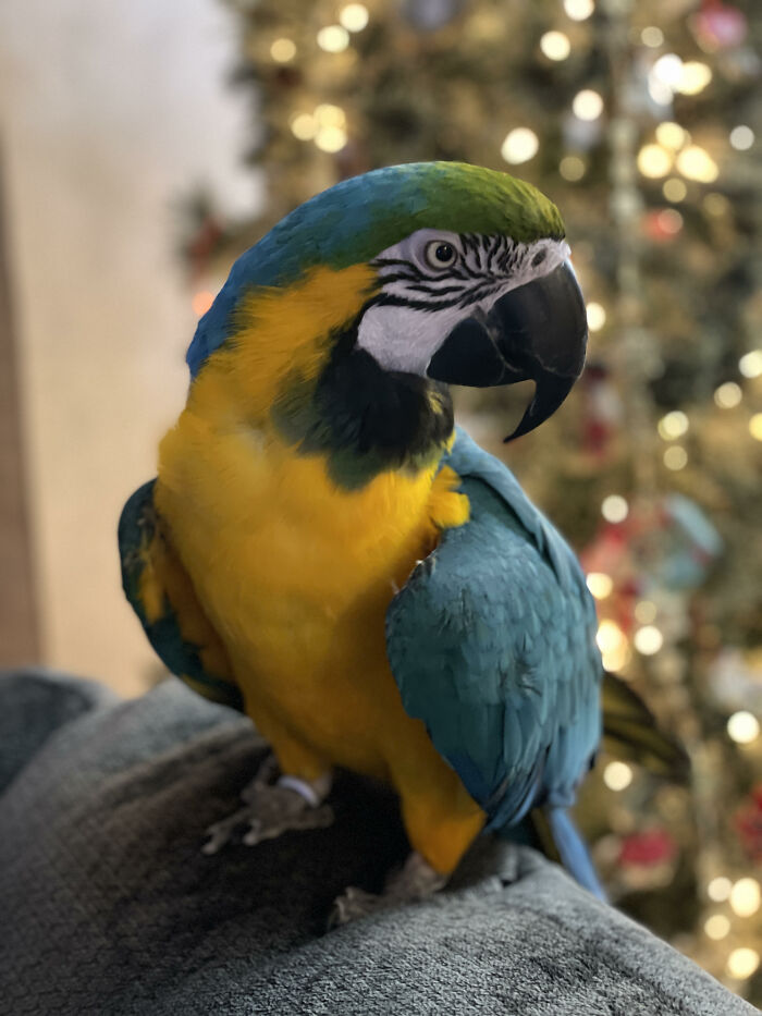 My Handsome Stretch Christmas Model Extraordinaire.