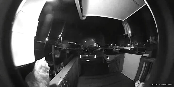 Owner Was Surprised By A Late-Night Doorbell, Turns Out It Was Her Cat Owner Was Surprised By A Late-Night Doorbell, Turns Out It Was Her Cat