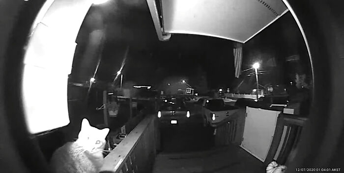 Owner Was Surprised By A Late-Night Doorbell, Turns Out It Was Her Cat