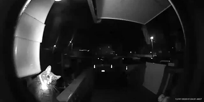 Owner Was Surprised By A Late-Night Doorbell, Turns Out It Was Her Cat Owner Was Surprised By A Late-Night Doorbell, Turns Out It Was Her Cat